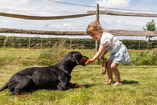 Wat mag een hond eten – en wat beter niet?