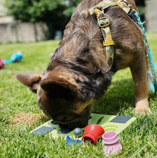 Waarom verrijking voor honden belangrijk is: Hoe natuurlijke snacks en verrijkend speelgoed kunnen helpen!