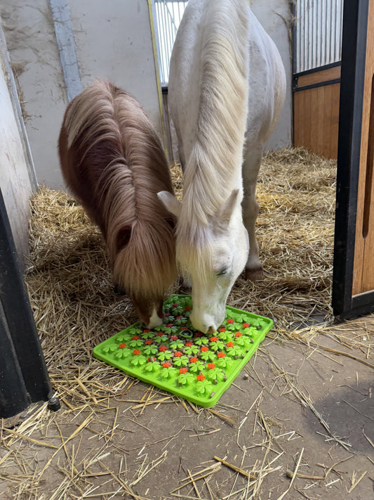 Verrijking voor paarden: plezier, welzijn en een snuifje avontuur!