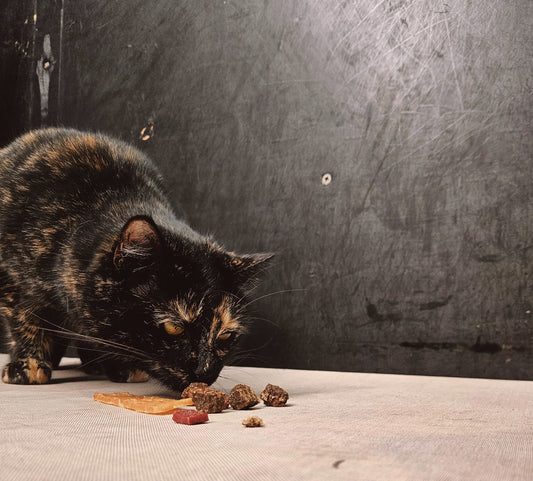 De juiste voeding voor je kat: waarom Belle et Beau Petfoods het verschil maakt