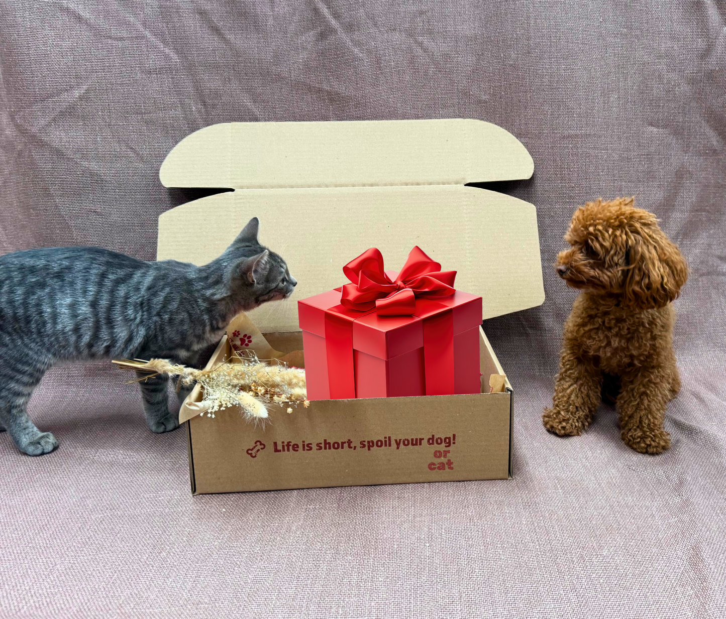 Cadeaupakket voor katten