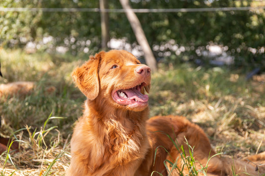 10 Leuke, Grappige en Verrassende Feiten Over Honden