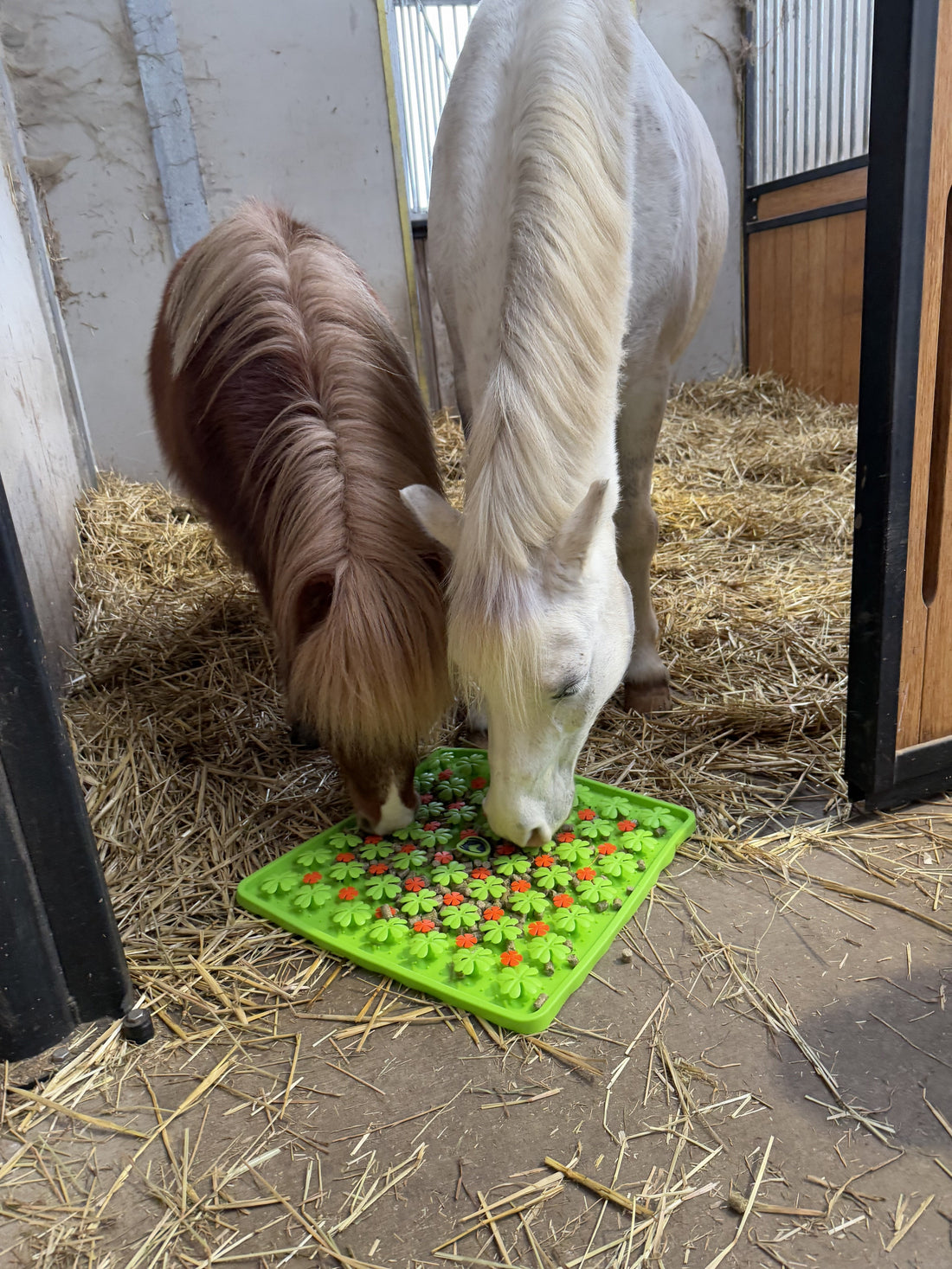 Verrijking voor paarden: plezier, welzijn en een snuifje avontuur!