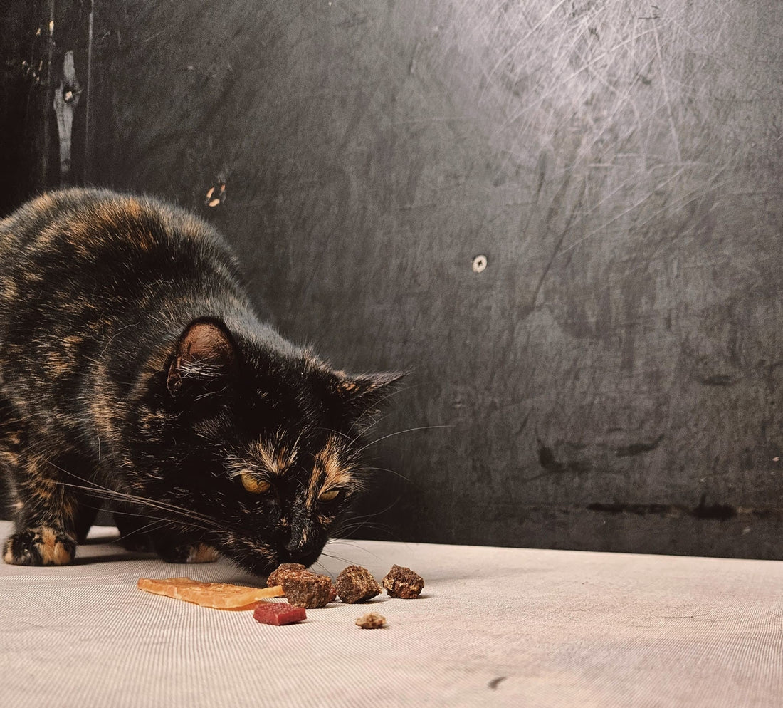 De juiste voeding voor je kat: waarom Belle et Beau Petfoods het verschil maakt