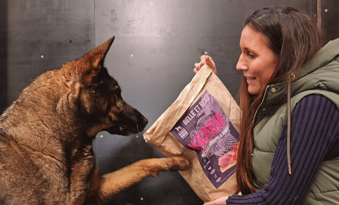 Hoe voeding en snacks het gedrag van je hond kunnen beïnvloeden.